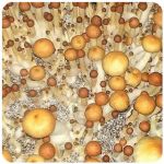 Псилоцибиновые (галлюциногенные)  грибы Psilocybin "Golden Teacher" в Демидове