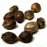 Семена марихуаны АК-47  (Seeds AK-47) в Демидове